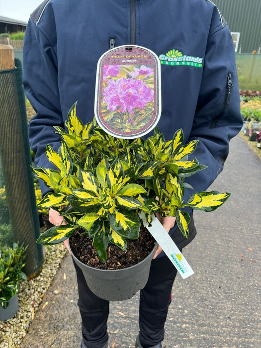 Rhododendron Blattgold 3 Litre Pot