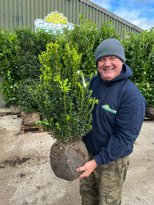 Box hedging 50/60cm Root Ball