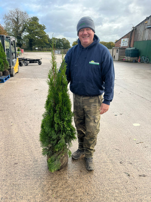 Thuja Occidentalis Emerald Root Ball 120/140cm