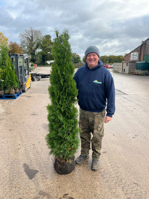 Thuja Emerald Root Ball 160/180cm