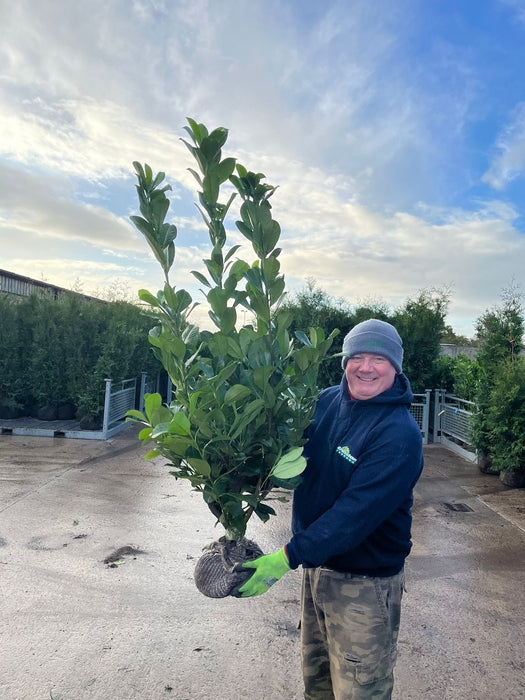 Laurel Hedging, Cherry Laurel Root Ball 80/100cm Pre Order October