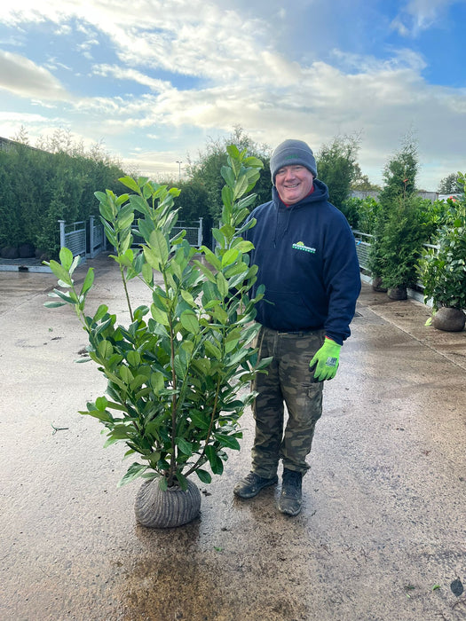 Laurel Hedging, Cherry Laurel Root Ball 125/150cm Pre Order October