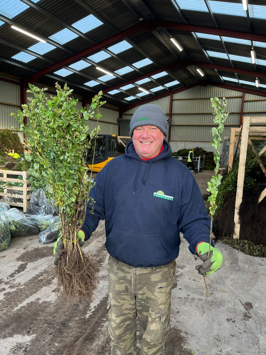 Hawthorn Hedging Bare Root 40-60 cm Pre Order November
