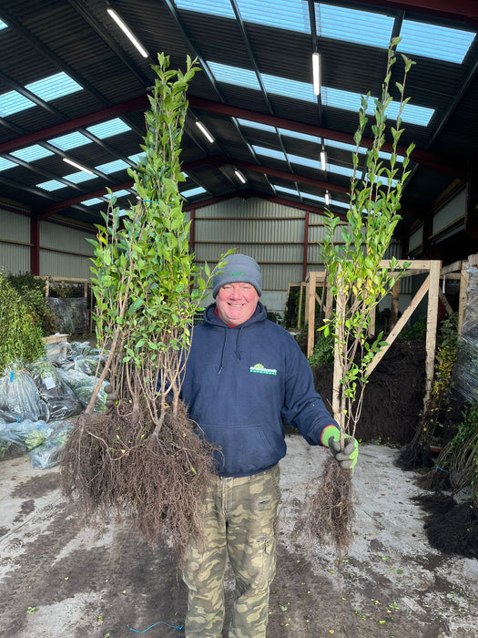 Green Privet Bare Root 80/100cm