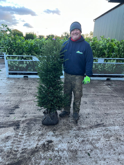 Yew Hedging 120/140cm Root Ball