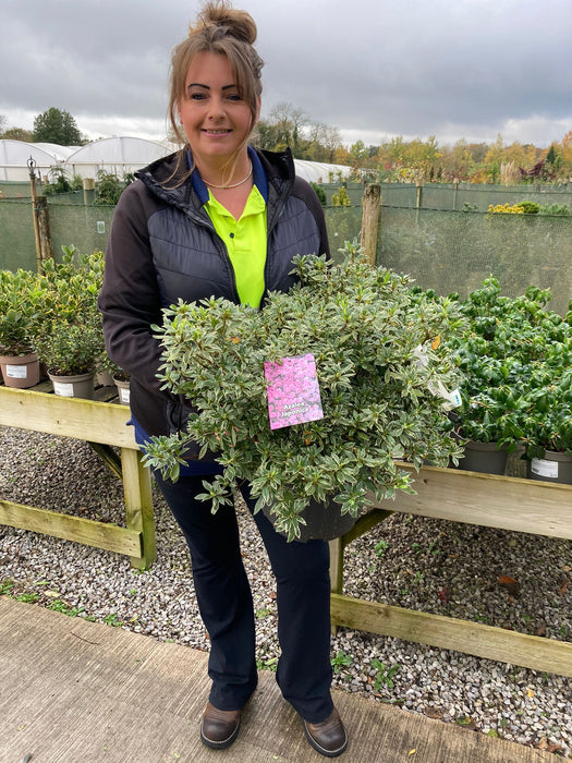 Azalea Japonica Silver Queen 12 Litre Pot