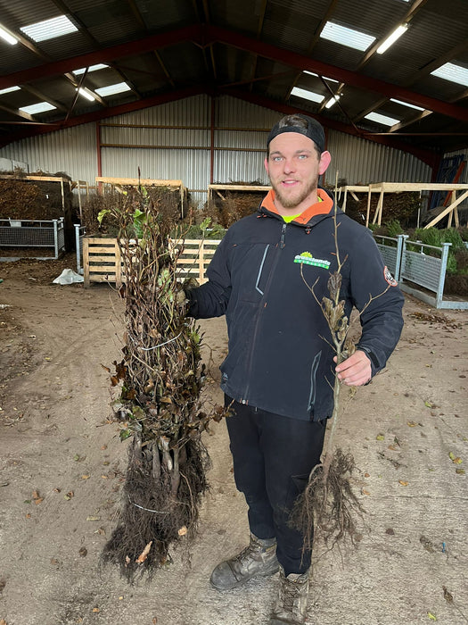 Beech Hedging Green 60-80cm Bare Root