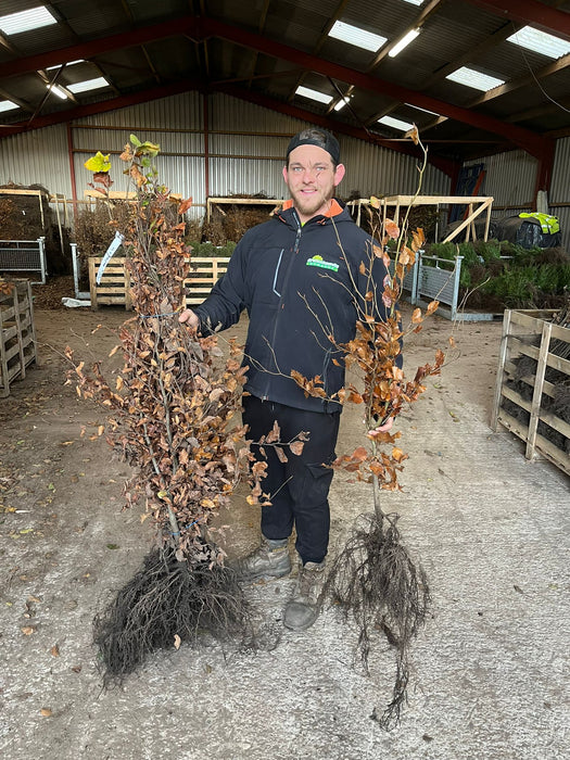 Beech Hedging Green 100-120cm Bare Root Pre Order November