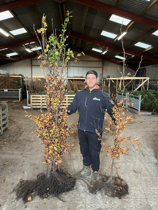 Beech Hedging Green Bare Root 175-200cm