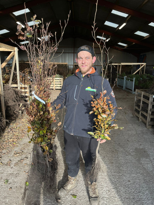 Copper Beech Hedging Bare Root 100/125cm Pre Order November