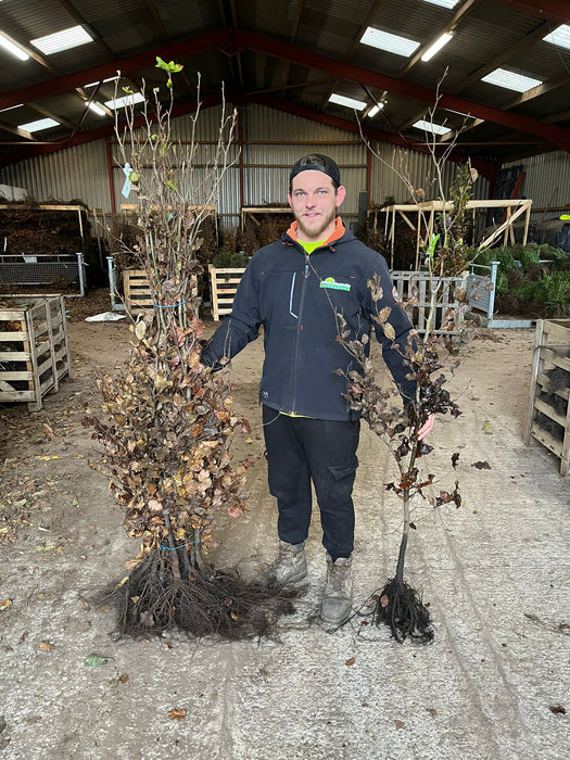 Beech Hedging Green 150-175cm Bare Root Pre Order November