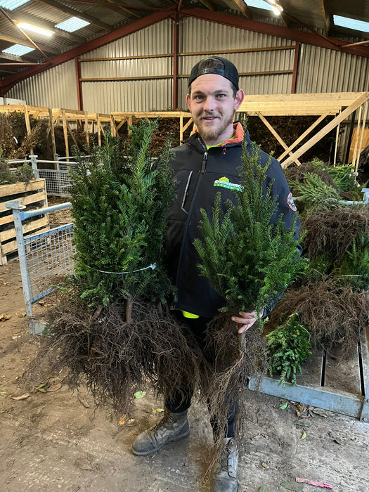 Yew Hedging Bare Root 40/60cm Pre Order November