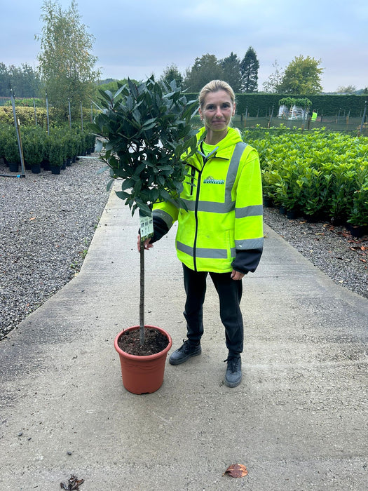 Laurus Nobilis 10 litre pot 1/2 Standard 80cm Stem 40/50cm Head