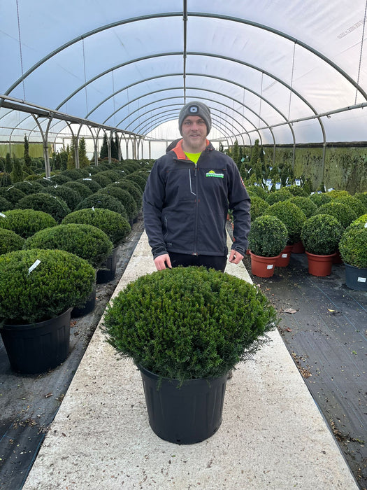 Taxus Renkes Kleiner 80/90cm Dome