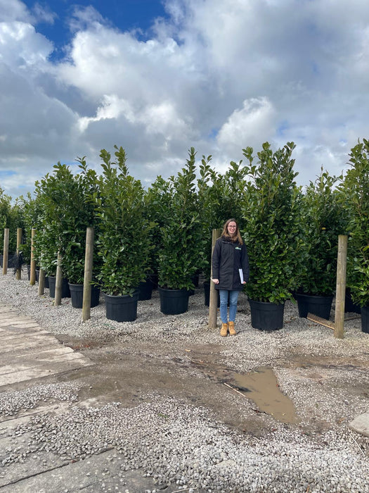 Cherry Laurel Hedging Super Size 240/250 110 Litre Pot