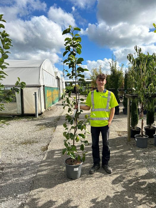 Magnolia Genie 15 Litre Pot