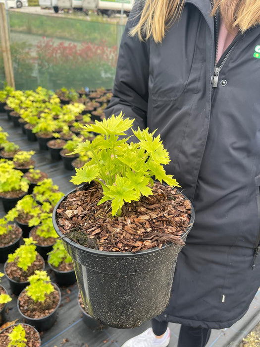 Delphinium Galahad 3 Litre Pot