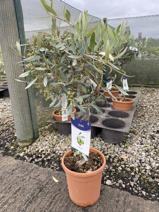 Olea Europea / Olive Tree Mini Standard Spiral 3 Litre Pot