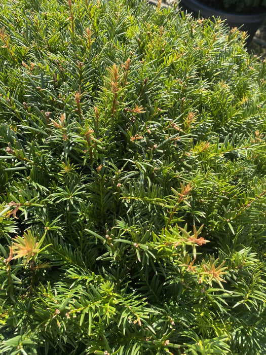 Taxus Baccata Dome 70-80cm Wide