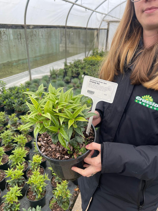 Sarcococca Winter Gem 3 Litre Pot