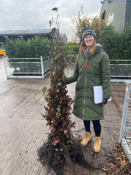 Beech Hedging Green 125-150cm Bare Root Next Delivery January