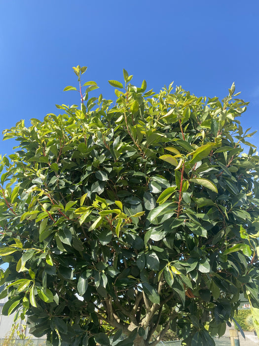 Photinia Red Robin 1/2 Standard 130 Litre Pot