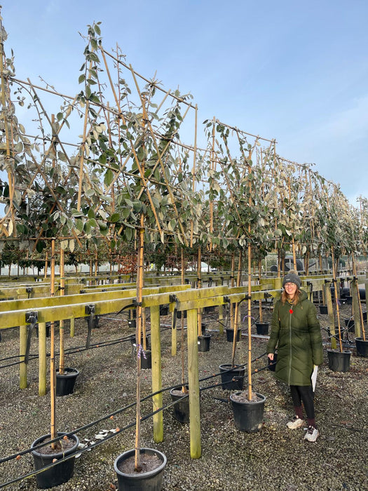 Elaeagnus Ebbingei Pleached Potted 180 Stem 120x120 Frame