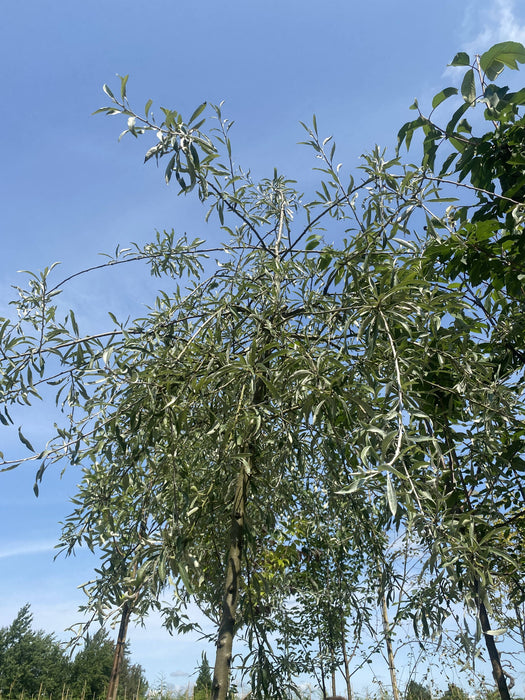 Pyrus salicifolia Pendula Standard 6-8cm