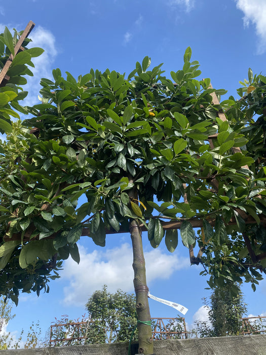 Prunus Novita Pleached Laurel Tree 200cm Stem 120x120cm Frame