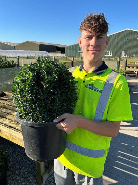 Euonymus Jap. Green Spire Ball 12 Litre Pot 35cm