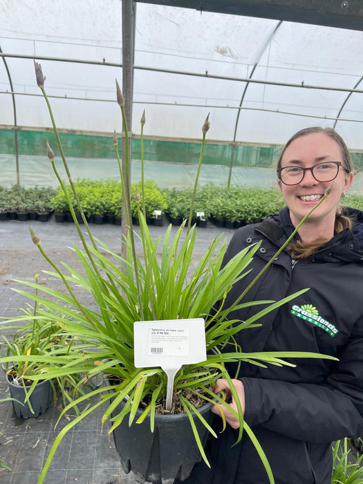 Agapanthus afri. Lapis Lazuli 9 Litre Pot