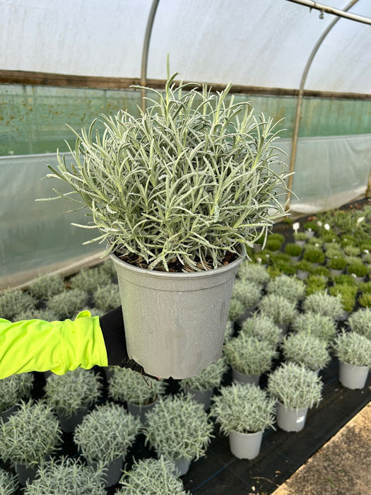 Lavender Angustifolia 4 Litre Pot