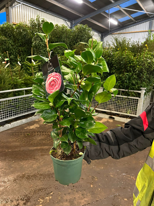 Camellia Japonica Pearl Maxwell 1.5 Litre Pot