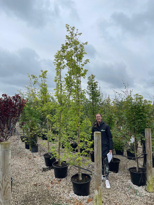 Acer campestre Elsrijk Standard 6-8cm Girth 30 Litre Pot