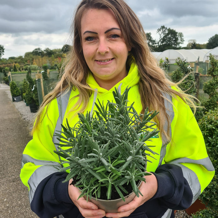 Lavender Angustifolia Munstead 2 Litre Pot