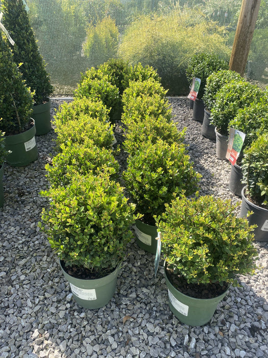 Ilex Crenata Jenny Ball 2 Litre Pot 20cm