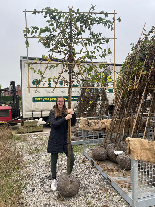 Carpinus B. Pleached Rootballed 150 Trunk 10/12 Girth 150x120cm Frame