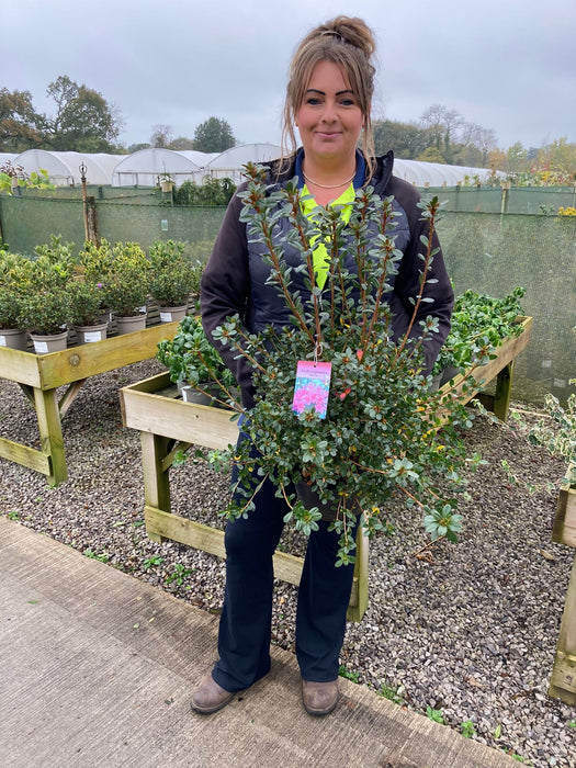 Azalea Japonica Amoena 5 Litre Pot