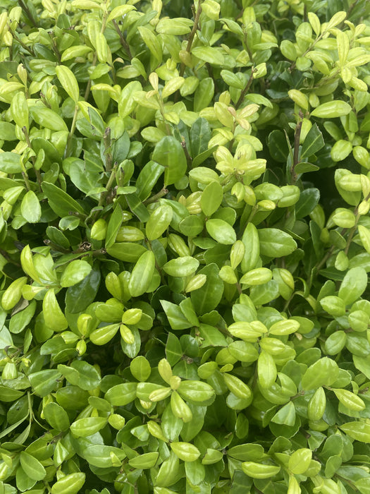 Ilex Crenata Caroline Ball 15 Litre Pot 50/55cm