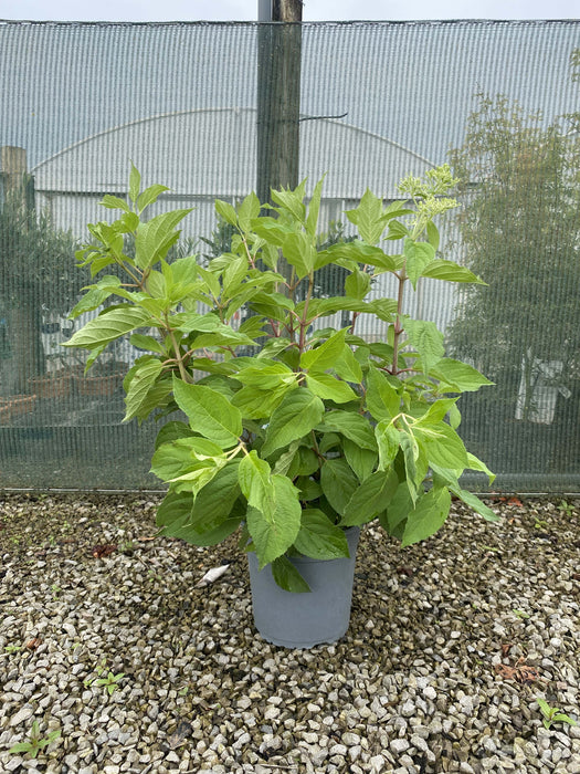 Hydrangea Paniculata Phantom 4.5 Litre Pot