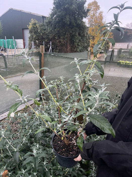 Buddleja d. Reve Papillon White 3 Litre Pot