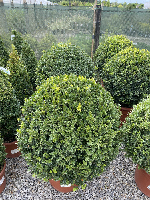 Buxus Ball 40/45cm