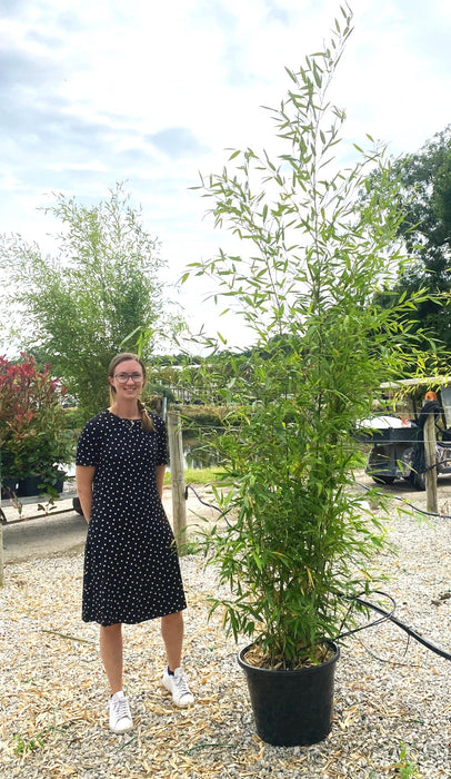 Bamboo Phyllostachys Bissetii 30 Litre Pot 250/300cm