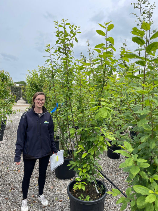 Prunus Avium Rootballed Multi Stem 125/150cm