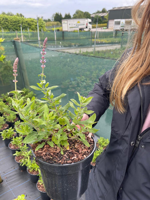 Salvia Sensation Deep Rose 3 Litre Pot