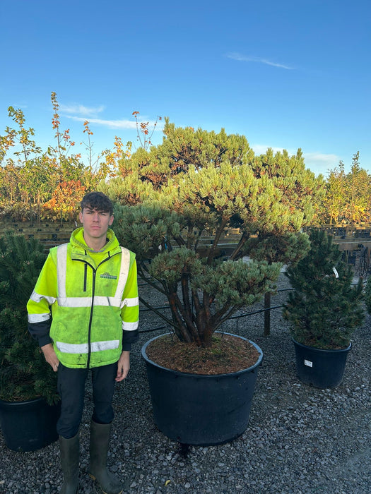 Pinus Sylvestris Watereri Bonsai