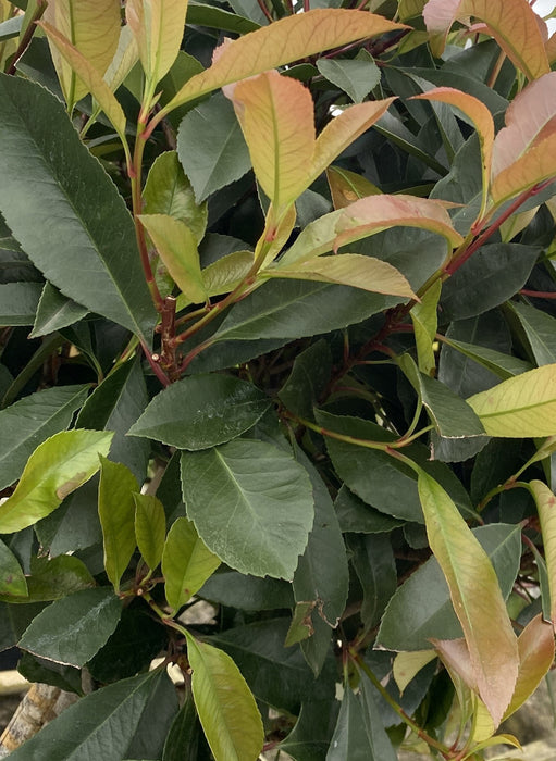 Photinia Red Robin Pleached 200cm Trunk 150cm x 150cm Frame