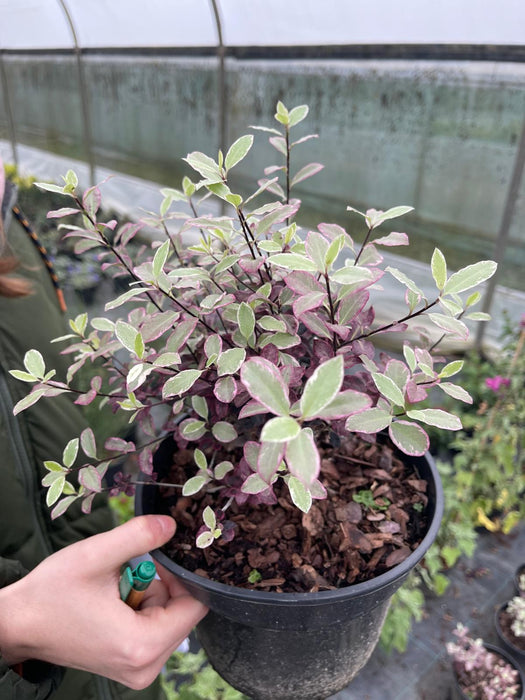 Pittosporum Tenuifolium Bannow Bay 3 Litre Pot