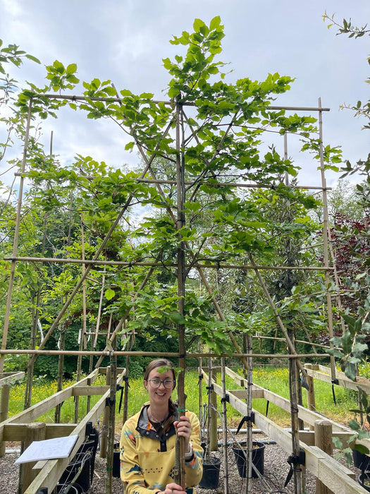 Fagus Sylvatica Pleached 8/10 150cm x 120cm Pot Grown