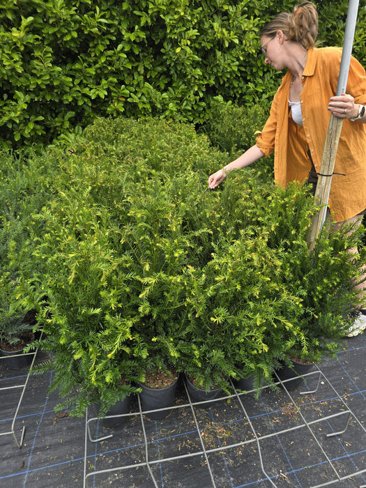 Yew Hedging 5 Litre Pot 50-60 cm